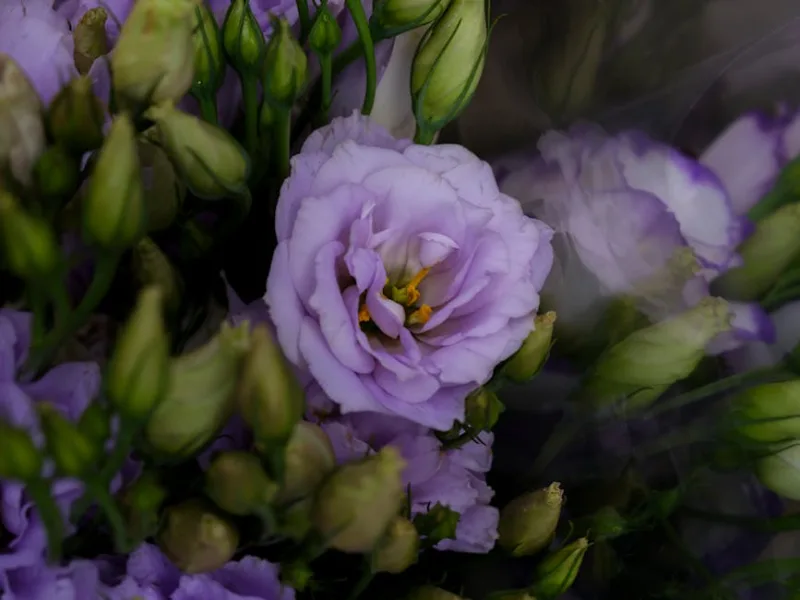 Lisianthus Arena - Eustoma grandiflorum 'Arena'