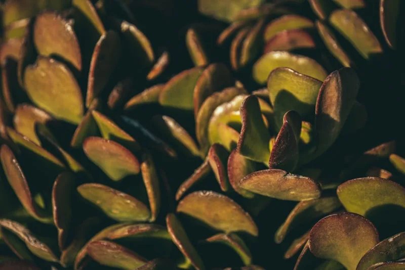 Listera Ovata - Neottia ovata