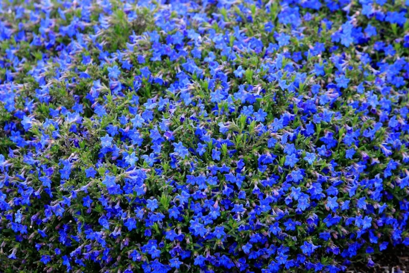 Lithodora Diffusa - Lithodora diffusa