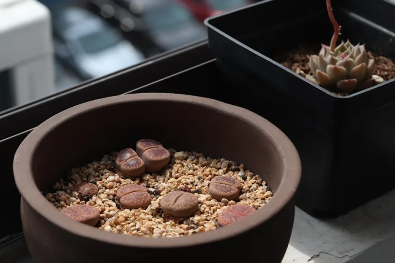 Lithops Karasmontana - Lithops karasmontana