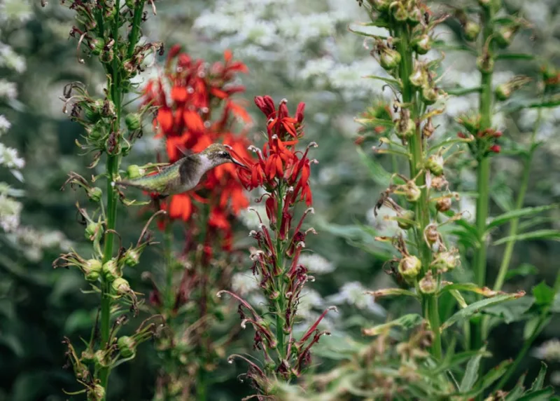 Lobelia Cardinalis - Lobelia cardinalis