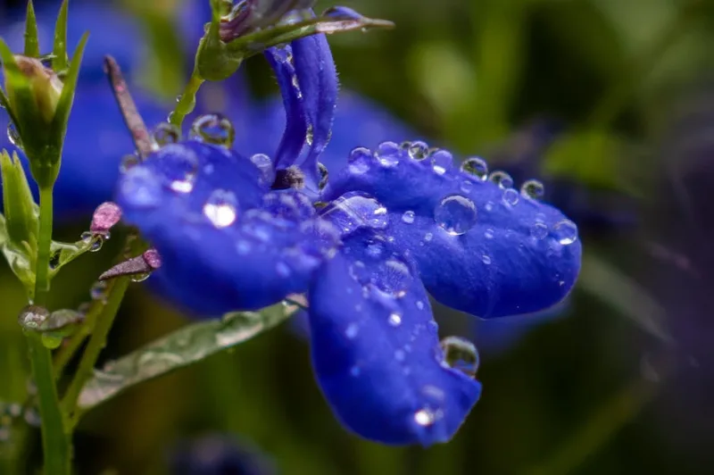 Lobelia - Lobelia erinus