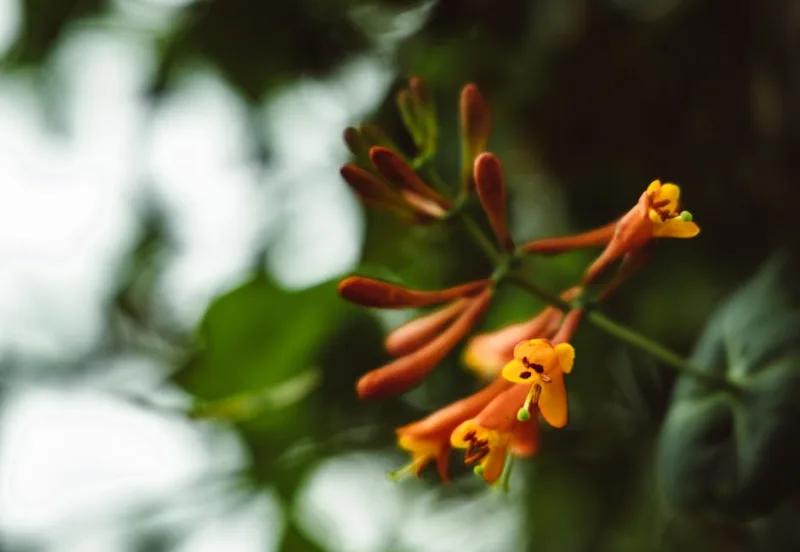 Lonicera Nitida - Lonicera nitida