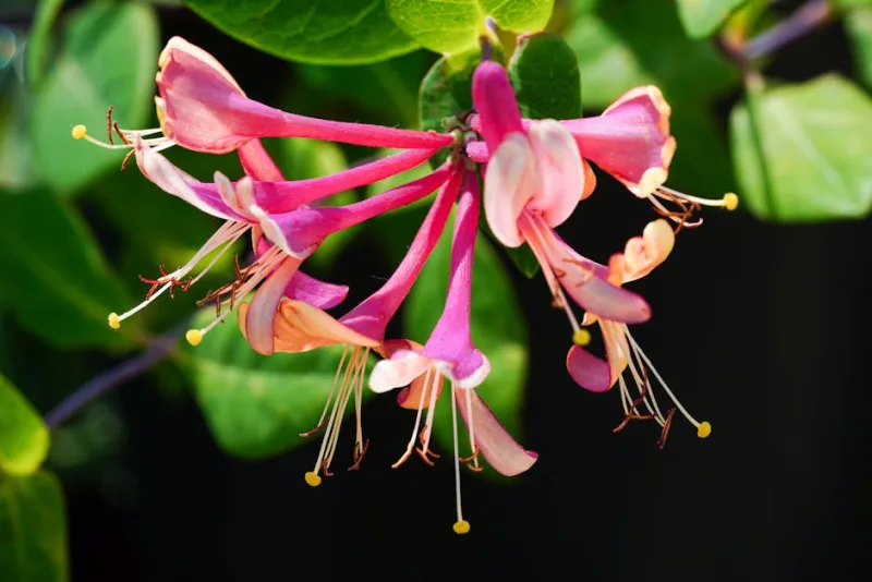 Lonicera Periclymenum Serotina - Lonicera periclymenum 'Serotina'