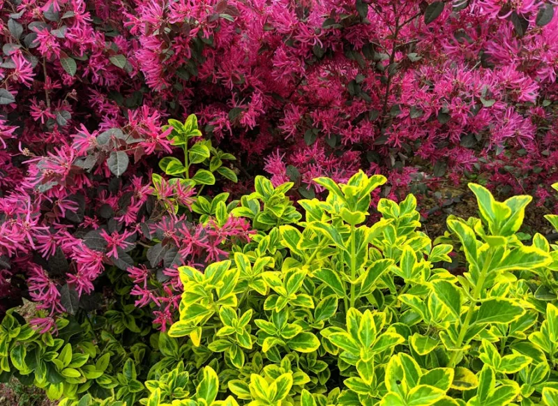 Loropetalum Chinense - Loropetalum chinense