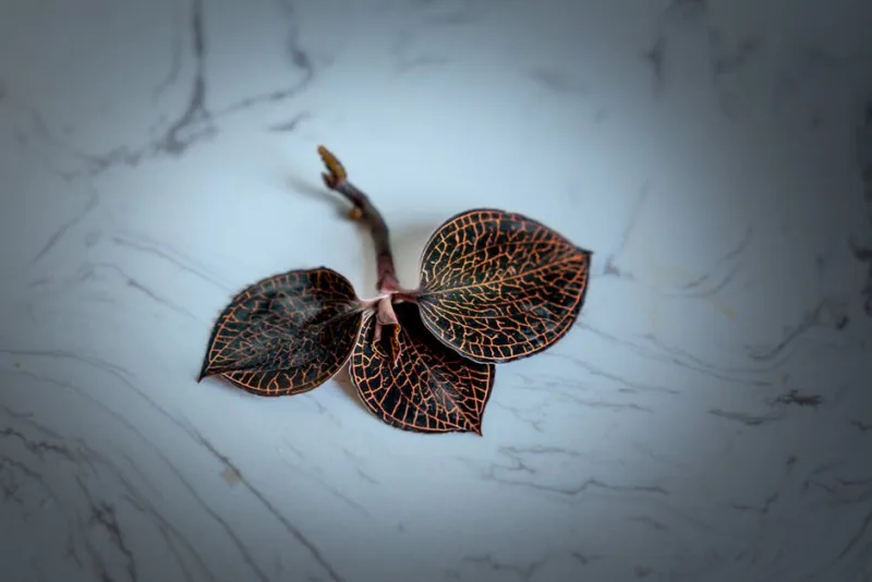 Ludisia - Ludisia discolor
