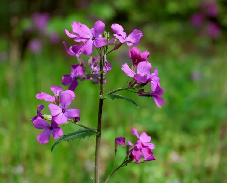 Lunaria Annua - Lunaria annua
