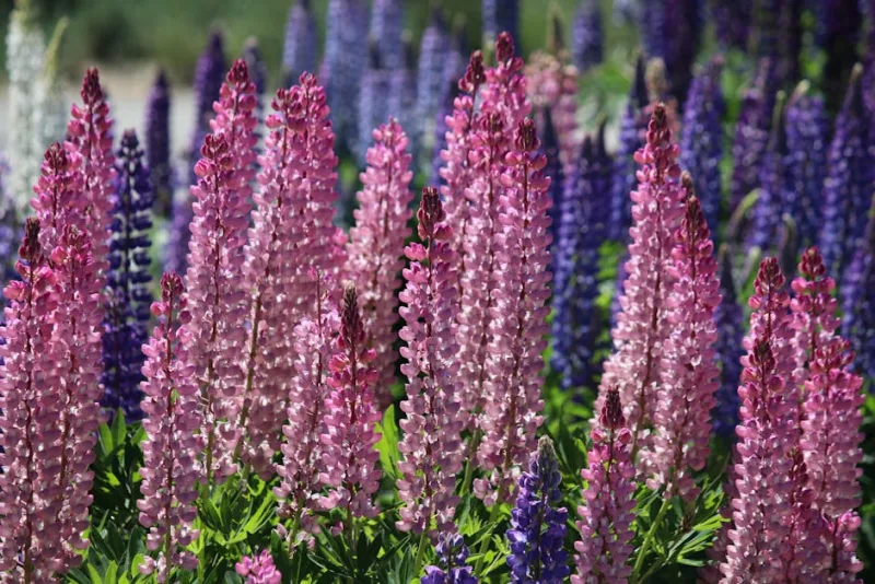 Lupino - Lupinus polyphyllus