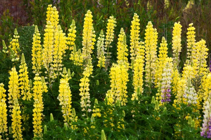 Lupinus Masterpiece - Lupinus 'Masterpiece'