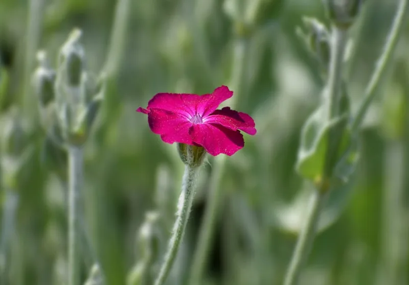 Lychnis Chalcedonica - Lychnis chalcedonica