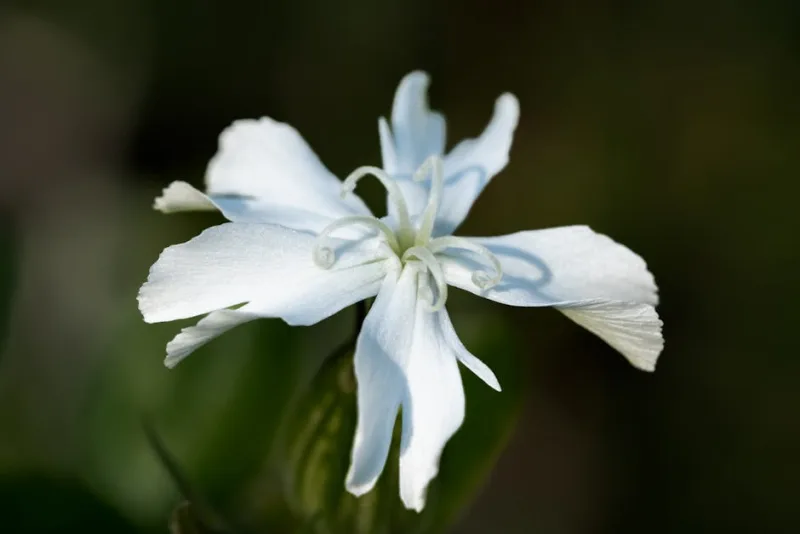 Lychnis Coronaria - Silene coronaria