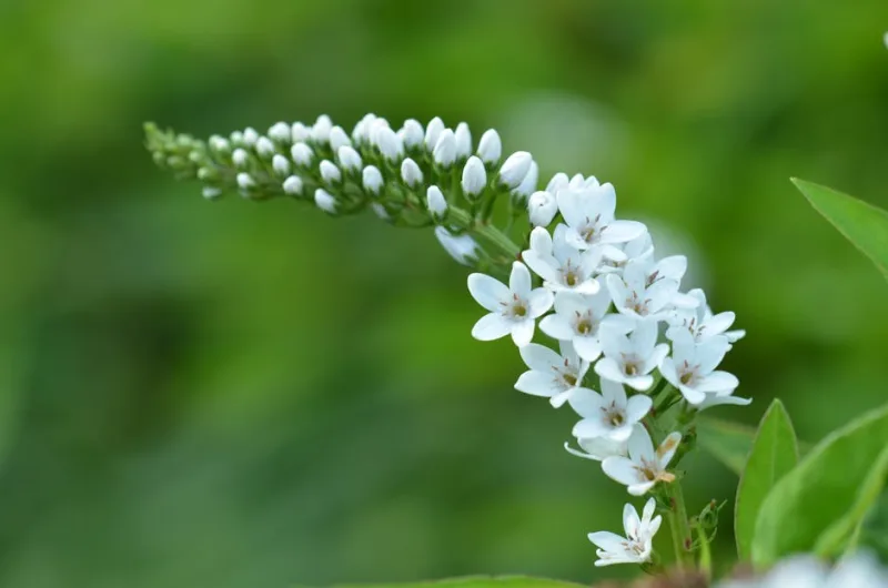 Lysimachia Clethroides - Lysimachia clethroides