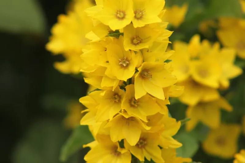 Lysimachia Nummularia - Lysimachia nummularia 'Aurea'