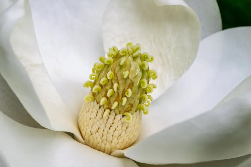Magnolia Grandiflora - Magnolia grandiflora