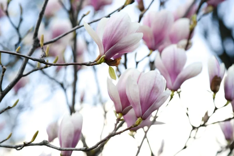 Magnolia Soulangeana - Magnolia × soulangeana