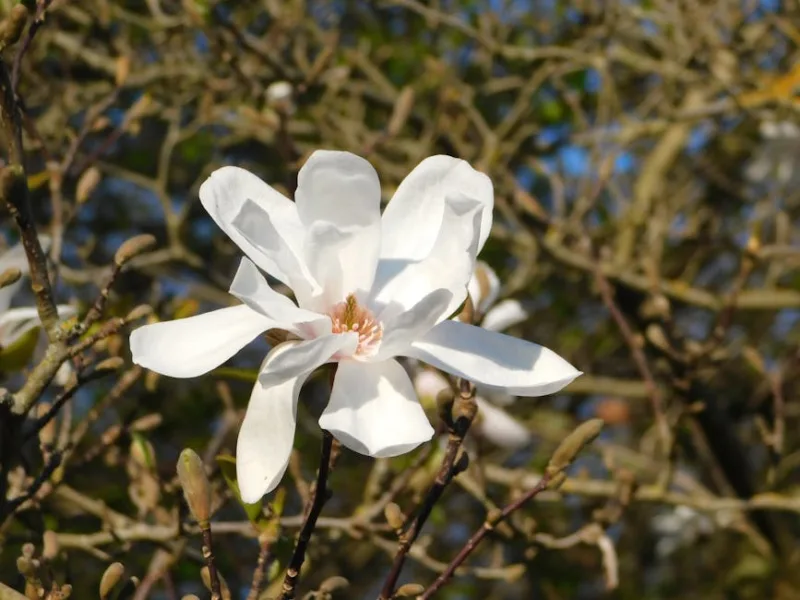 Magnolia Stellata - Magnolia stellata