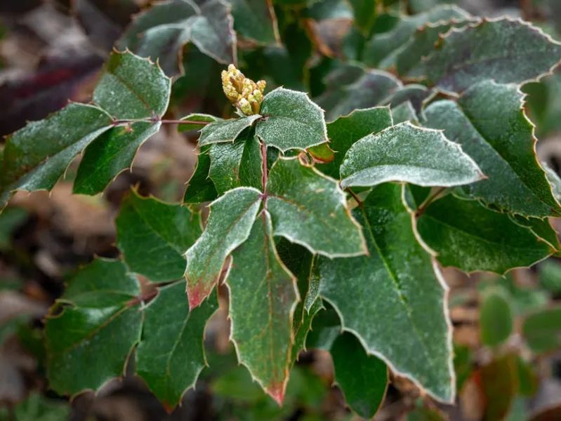 Mahonia Charity - Mahonia × media 'Charity'