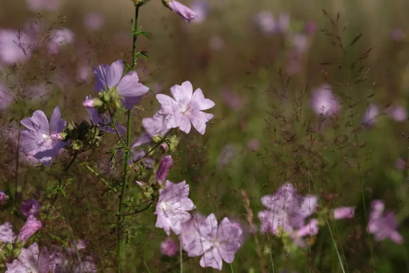 Malva Moschata - Malva moschata