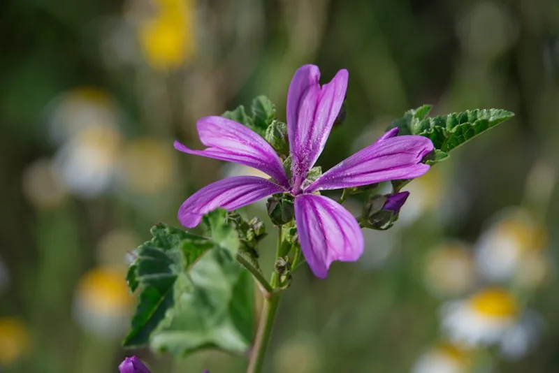 Malva - Malva sylvestris