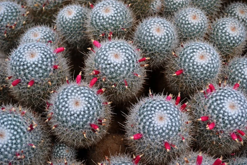 Mammillaria - Mammillaria spp.
