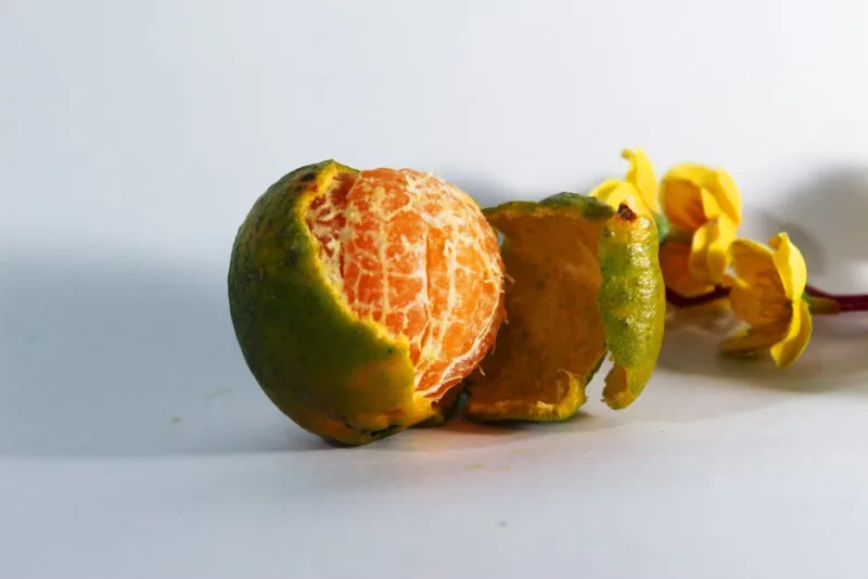 Mandarino in Fiore - Citrus reticulata
