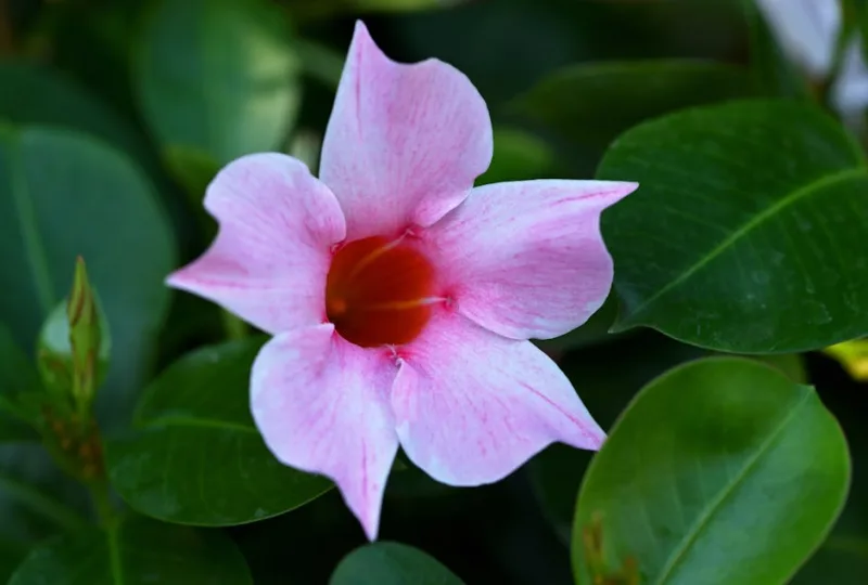 Mandevilla Sun Parasol - Mandevilla 'Sun Parasol'