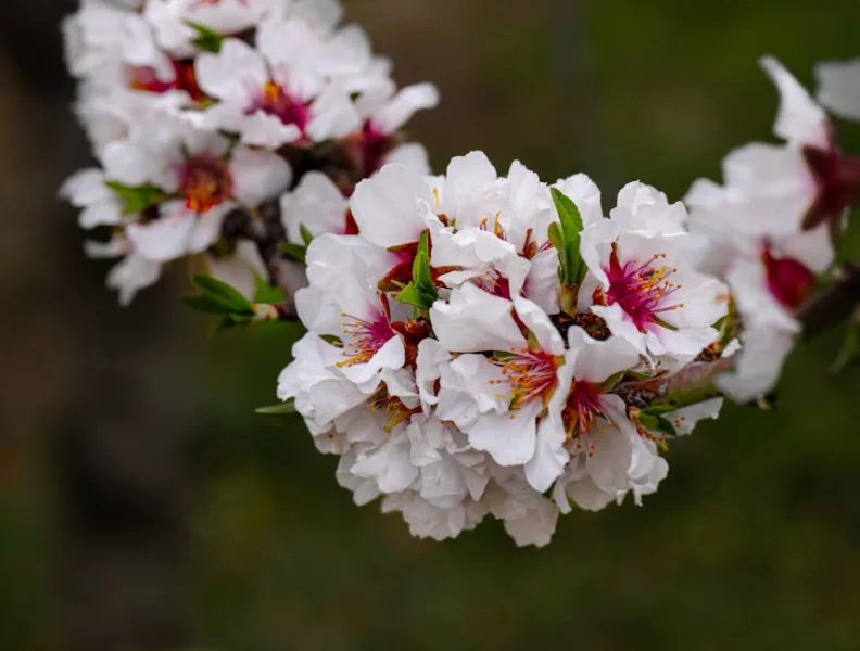 Mandorlo Fiorito - Prunus dulcis
