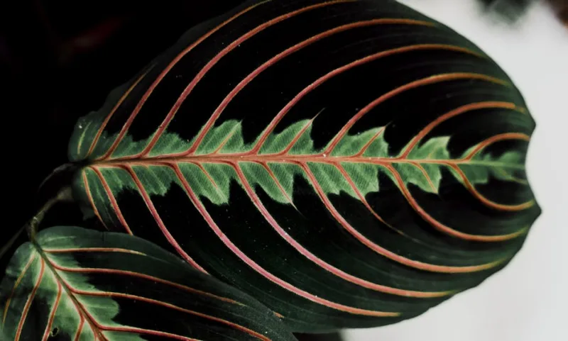 Maranta Leuconeura - Maranta leuconeura
