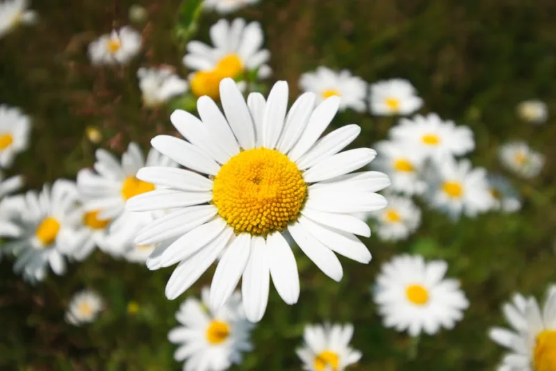 Margherita dei Prati - Leucanthemum vulgare