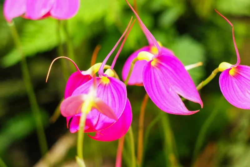 Masdevallia Veitchiana - Masdevallia veitchiana