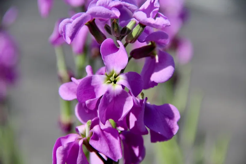 Matthiola Column - Matthiola incana 'Column'