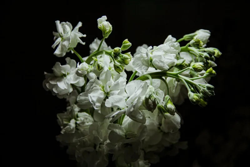 Matthiola - Matthiola incana