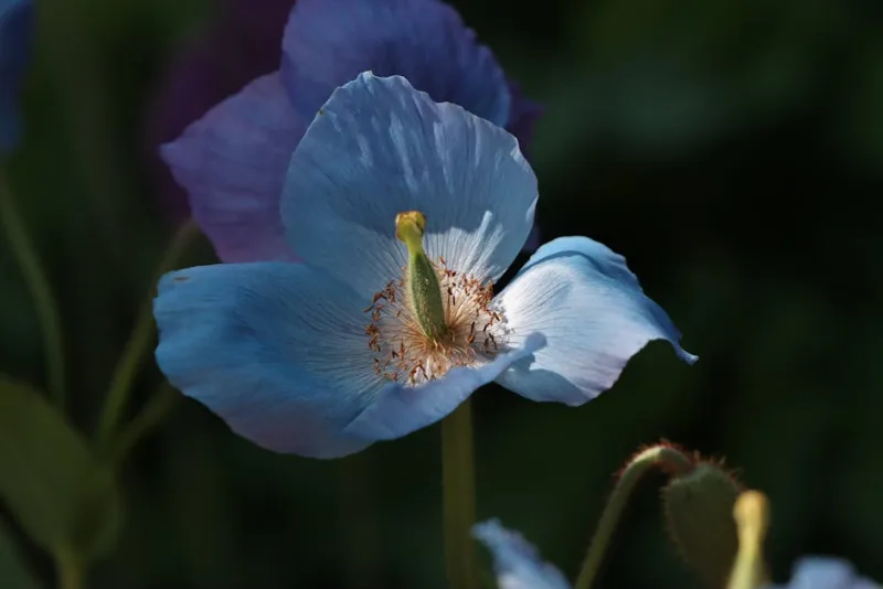 Meconopsis - Meconopsis betonicifolia