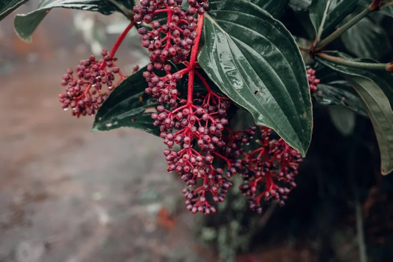 Medinilla Dolce Vita - Medinilla magnifica 'Dolce Vita'