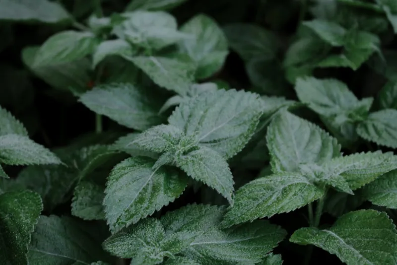Melissa - Melissa officinalis