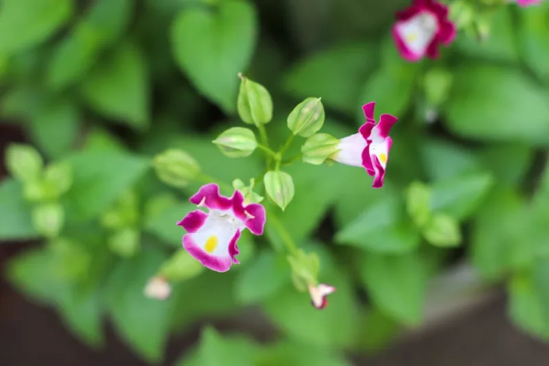 Melittis - Melittis melissophyllum