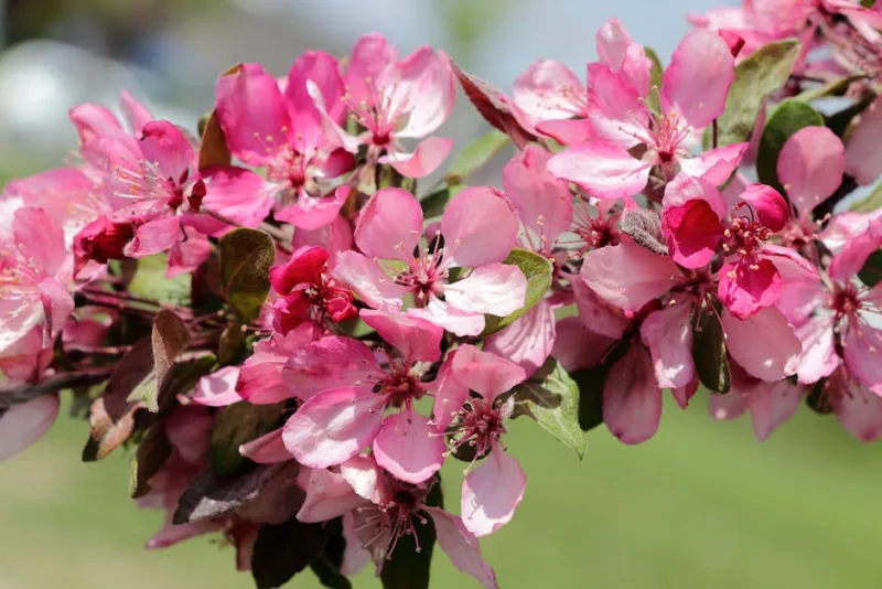 Melo da Fiore - Malus floribunda