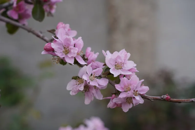 Melo Evereste - Malus 'Evereste'