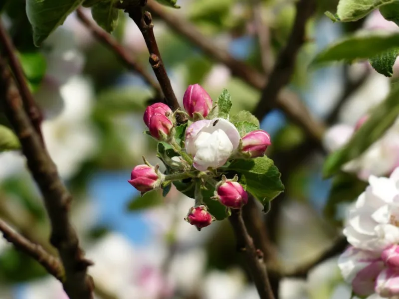 Melo in Fiore - Malus domestica