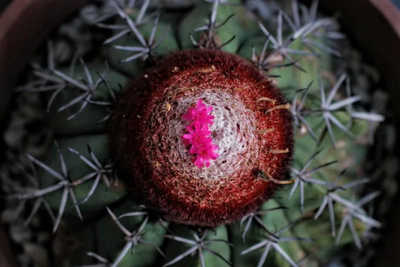 Melocactus - Melocactus bahiensis