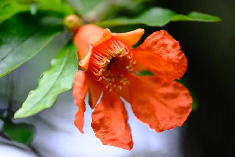 Melograno in Fiore - Punica granatum
