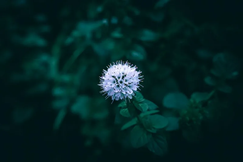 Menta Acquatica - Mentha aquatica