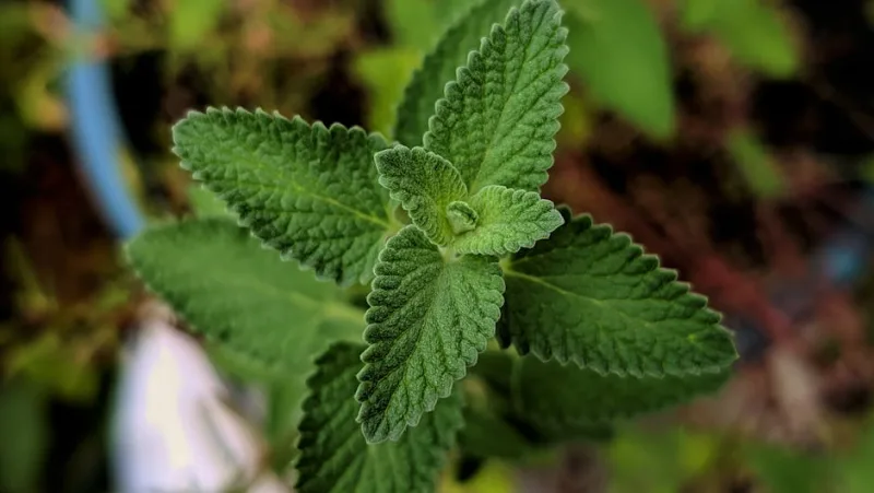 Menta Piperita - Mentha × piperita