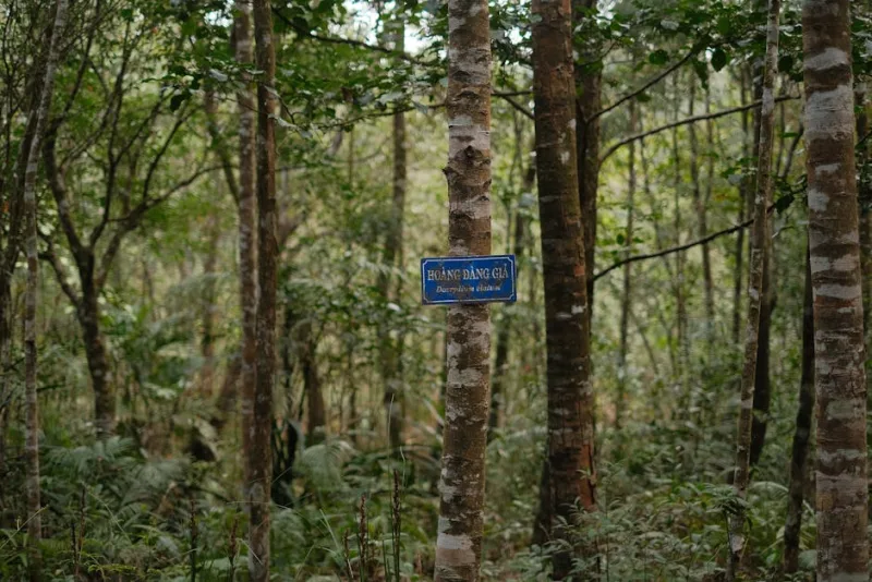 Menyanthes - Menyanthes trifoliata