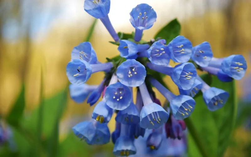 Mertensia Virginica - Mertensia virginica