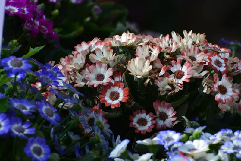 Mesembriantemo - Mesembryanthemum crystallinum