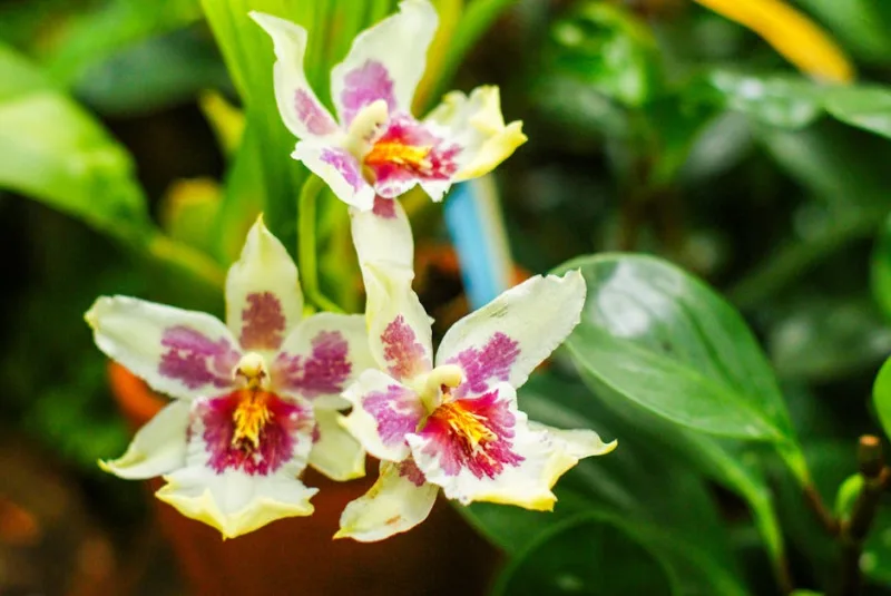 Miltoniopsis - Miltoniopsis spp.