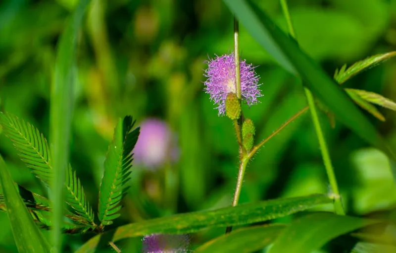 Mimosa Pudica - Mimosa pudica