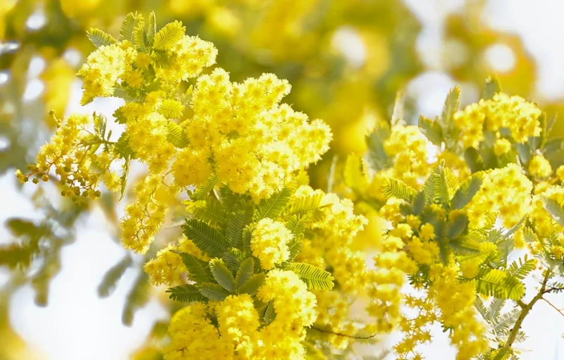 Mimosa - Acacia dealbata
