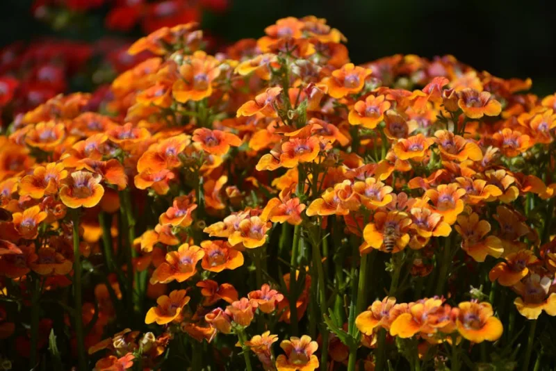 Mimulus Magic - Erythranthe 'Magic'